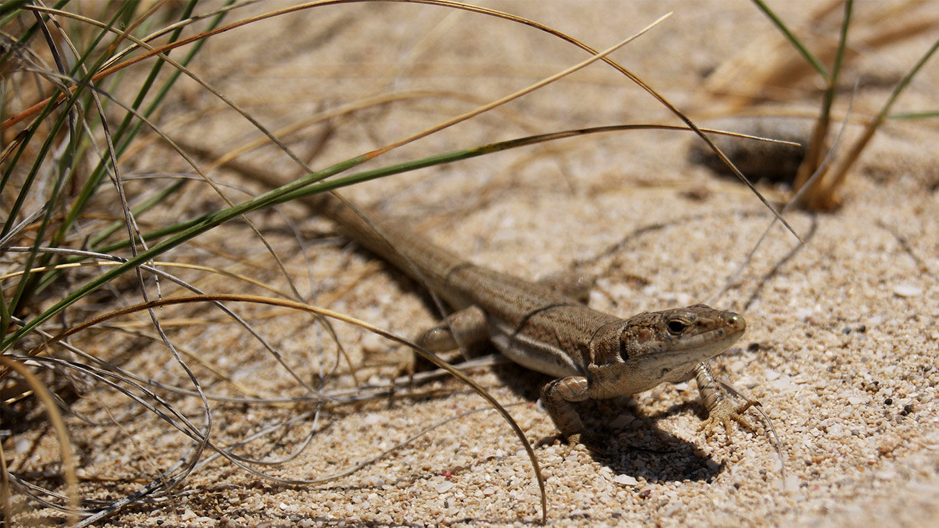 Podarcis Pityusensis formenterae (Bosc)