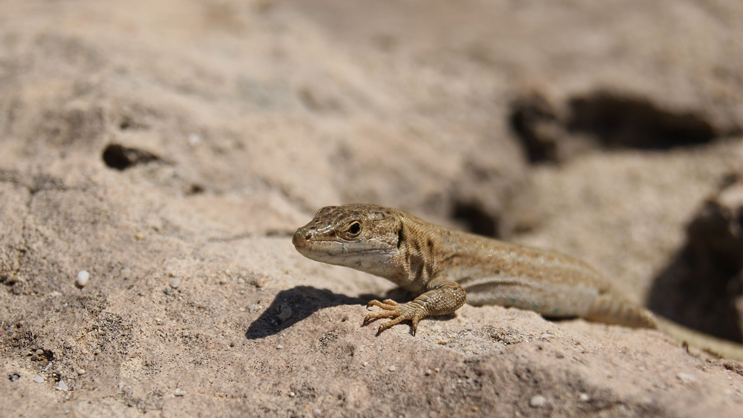 Podarcis Pityusensis formenterae (Bosc)