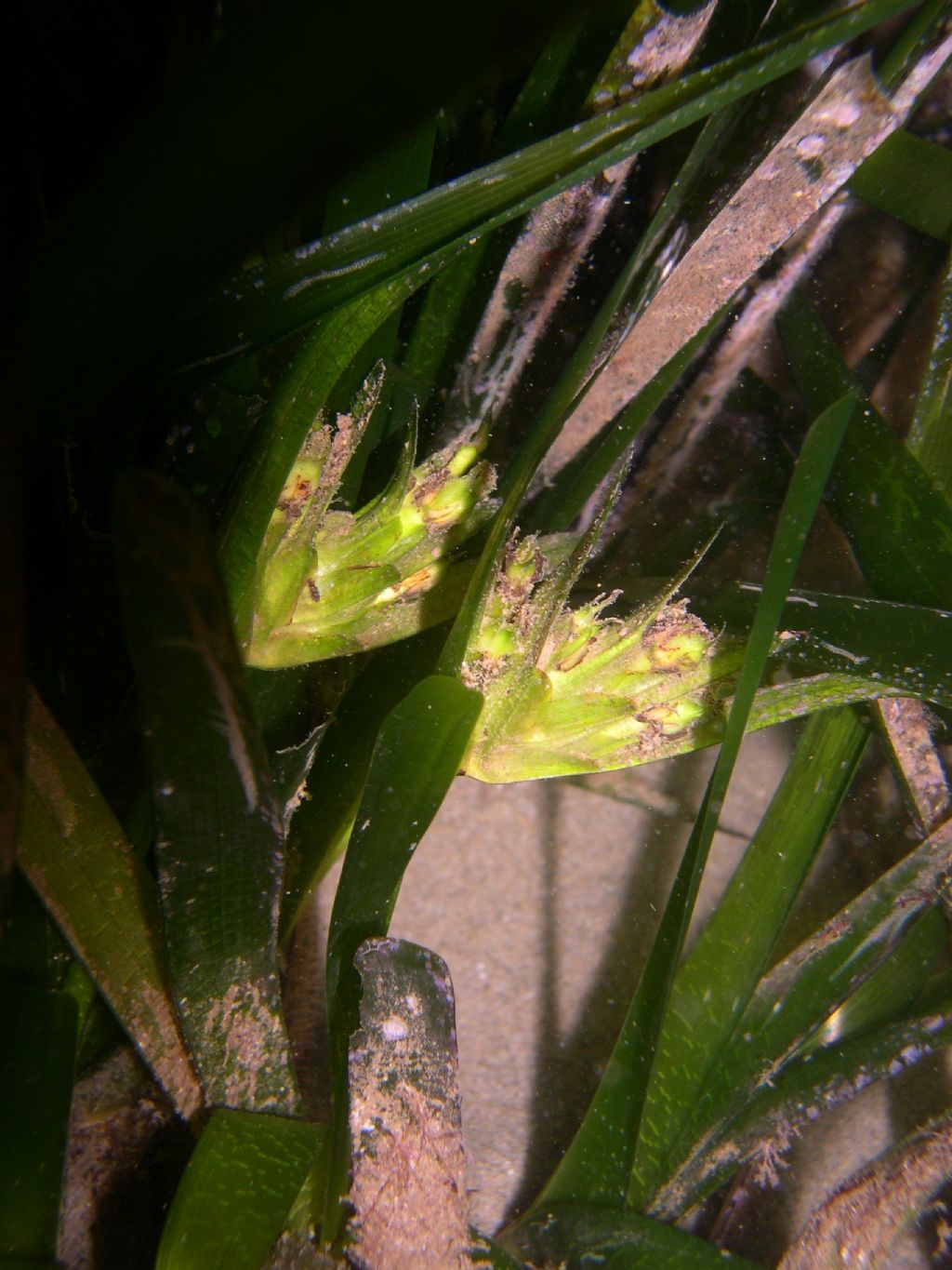 fioritura Posidonia oceanica