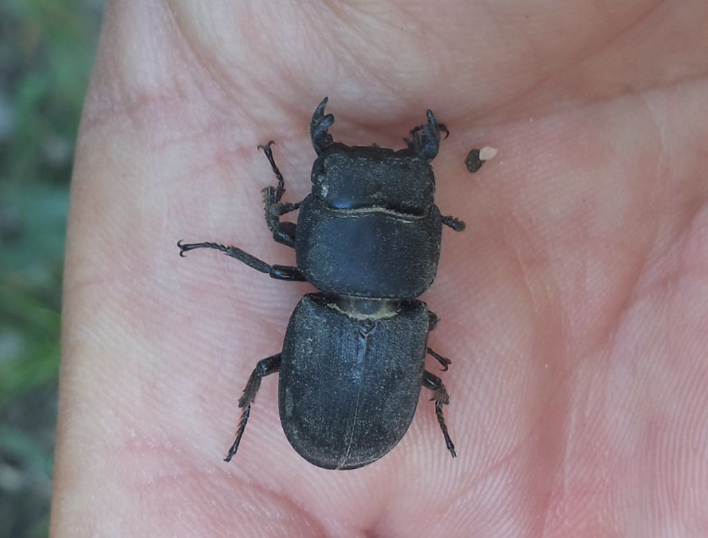 Dorcus parallelipipedus, maschio