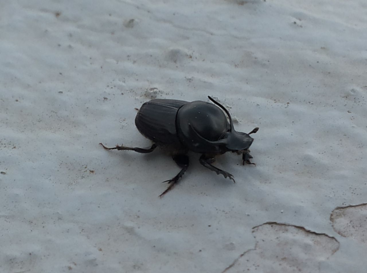 Onthophagus taurus maschio, Scarabaeidae