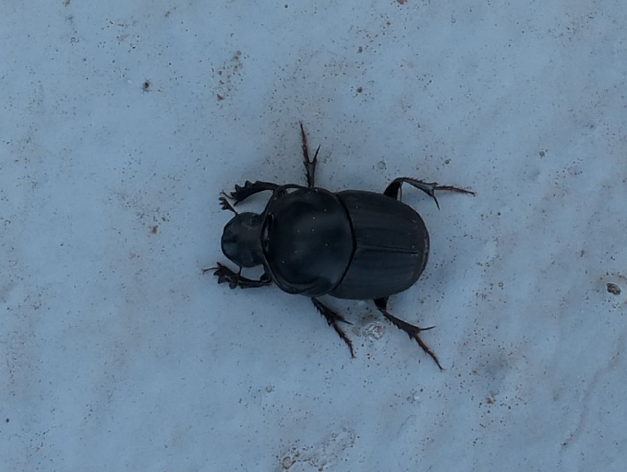 Onthophagus taurus maschio, Scarabaeidae