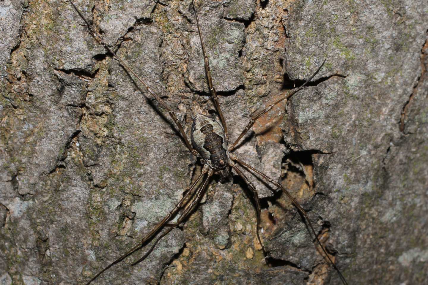 Mitopus cfr. morio (Phalangiidae)   -  Diaccia Botrona (GR)