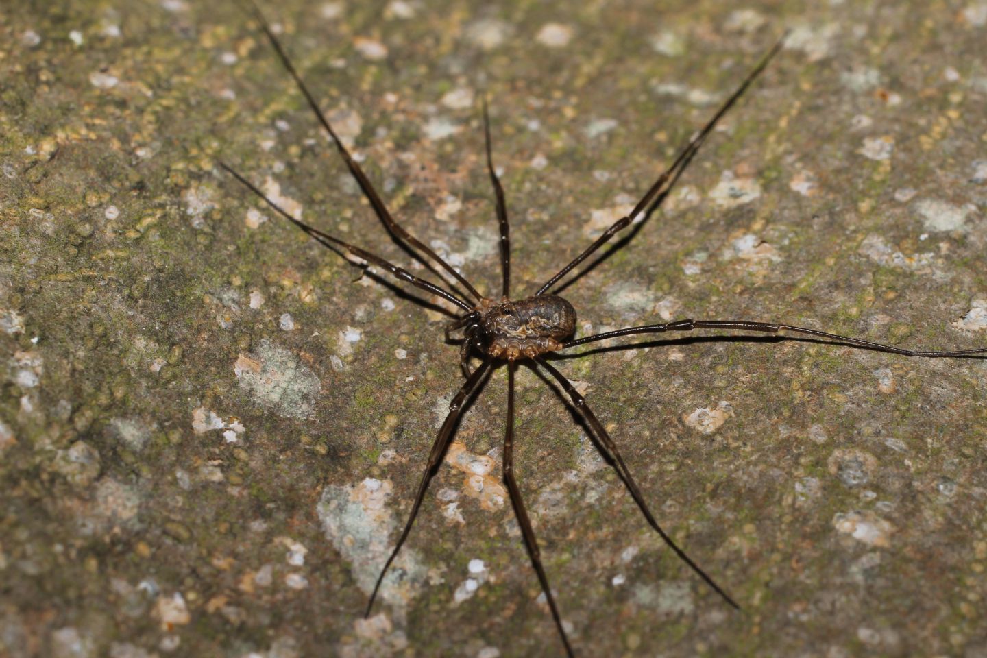 Phalangiidae Phalangiinae   -   Diaccia Botrona (GR)