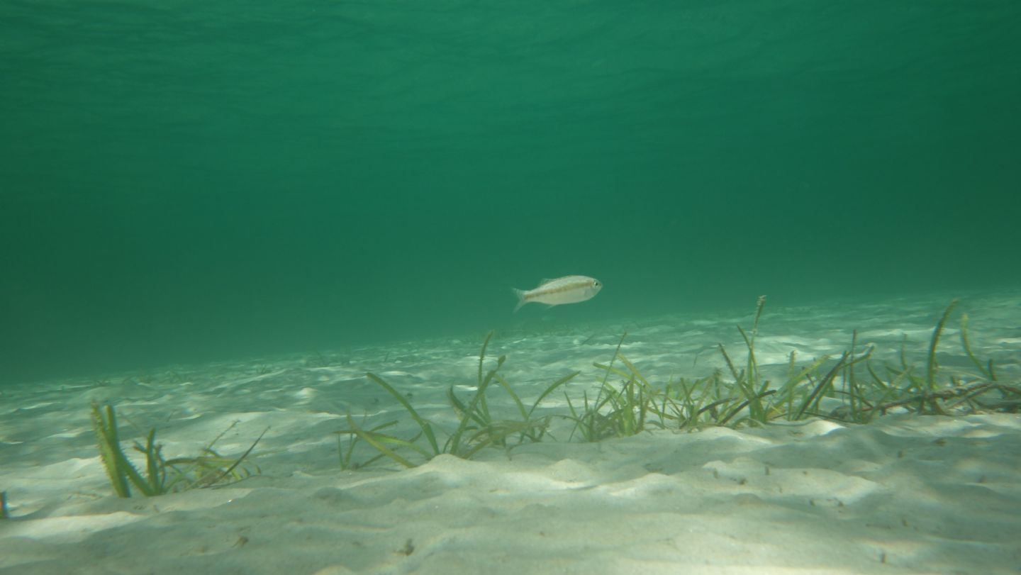 juvenile di Serranus cf. cabrilla (Perchia)