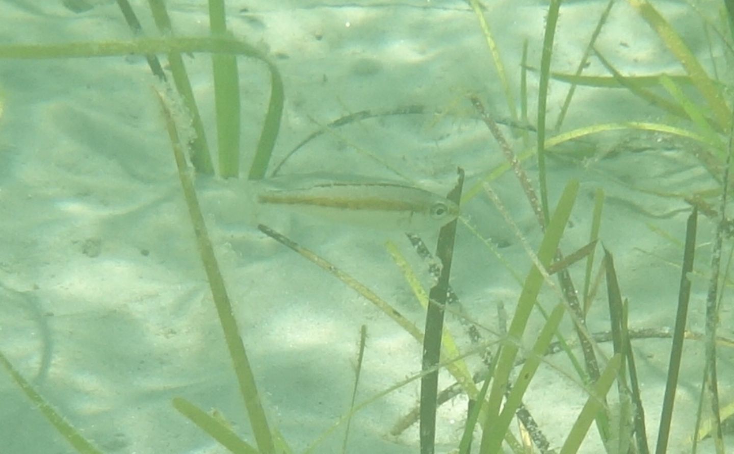 juvenile di Serranus cf. cabrilla (Perchia)