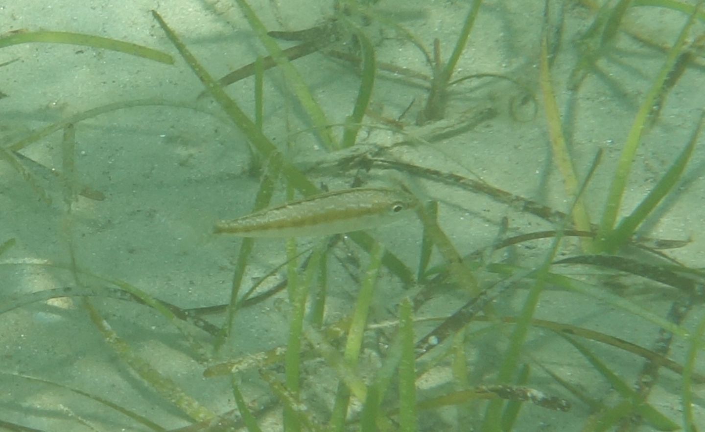 juvenile di Serranus cf. cabrilla (Perchia)