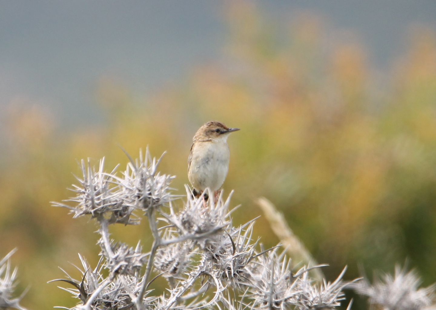 Beccamoschino (Cisticola juncidis)