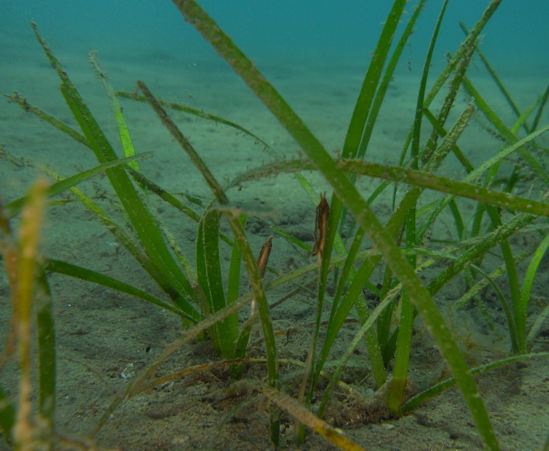 Cymodocea nodosa in fiore