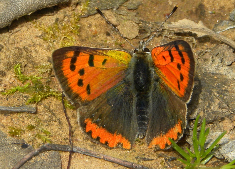 Lycaena phlaeas? - S