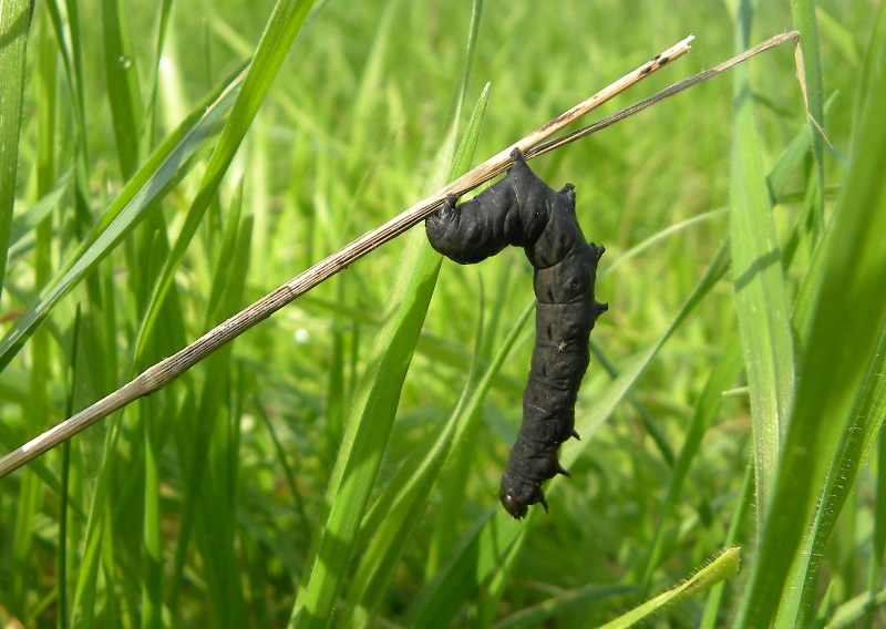 ....sono un piccolo bruco nero!!