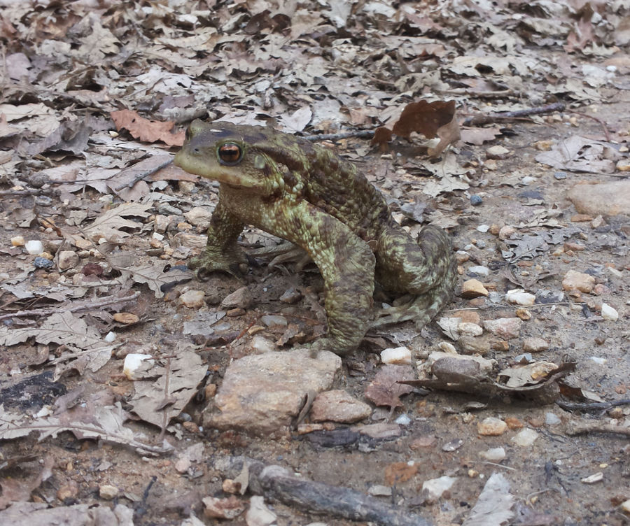 tritoni: Ichthyosaura alpestris, Lissotriton vulgaris e Triturus carnifex