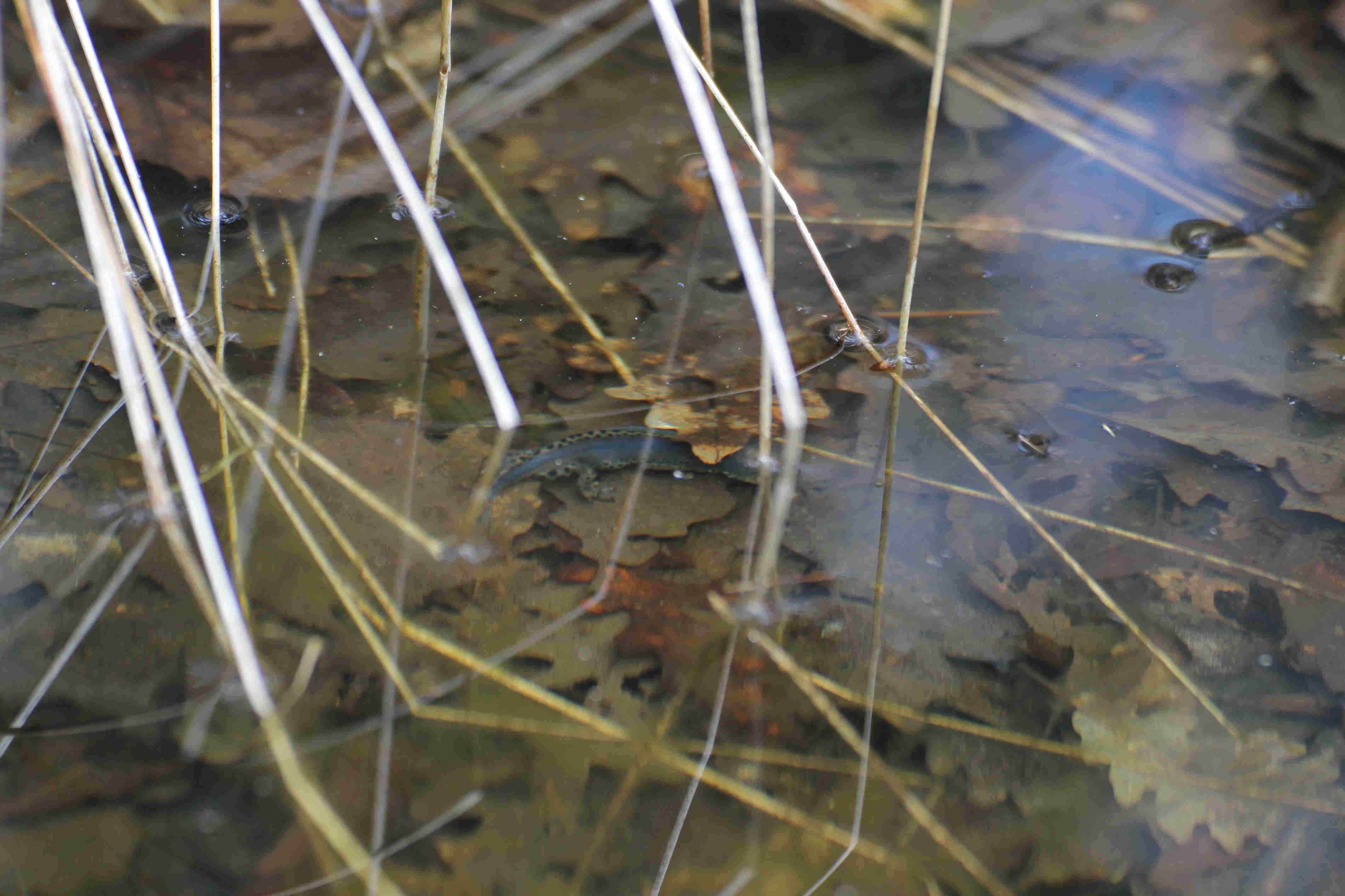 tritoni: Ichthyosaura alpestris, Lissotriton vulgaris e Triturus carnifex