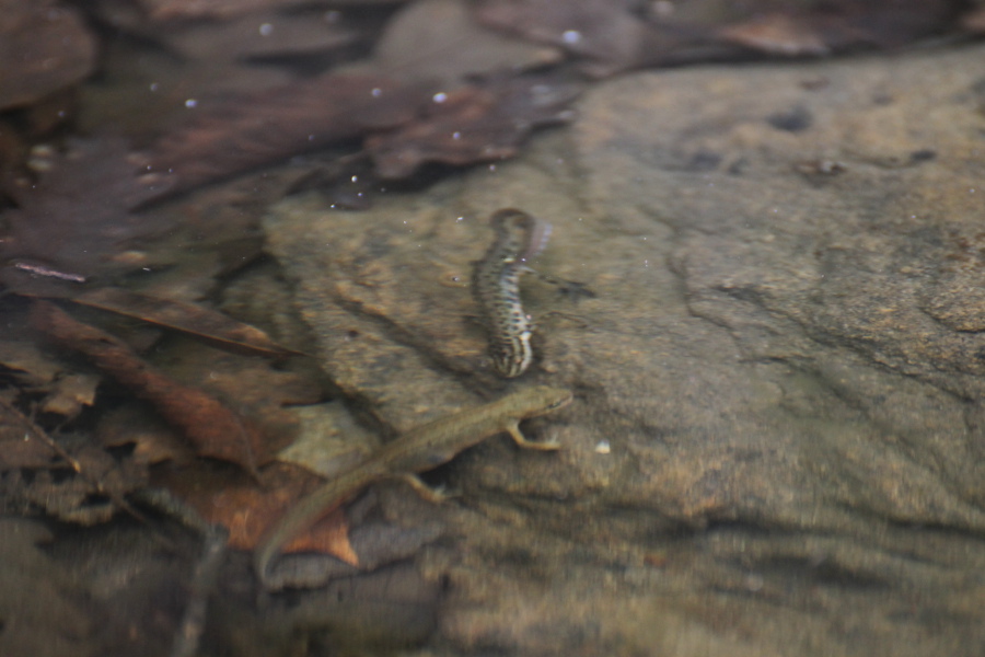 tritoni: Ichthyosaura alpestris, Lissotriton vulgaris e Triturus carnifex