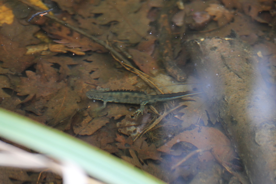 tritoni: Ichthyosaura alpestris, Lissotriton vulgaris e Triturus carnifex