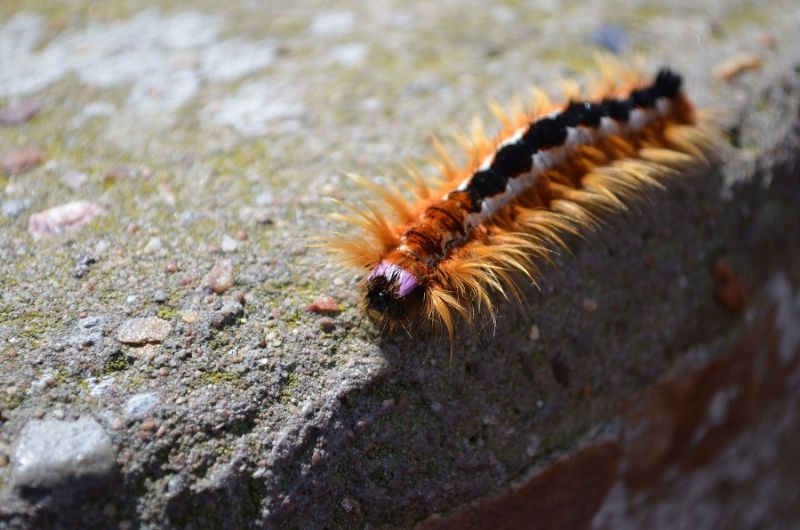 Bruco sud-africano: Eutricha capensis (Lasiocampidae)