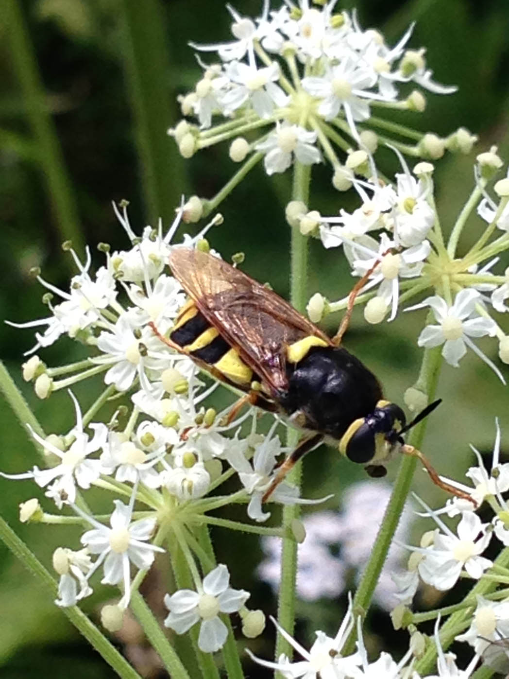 Dittero tigrato:  Femmina di Stratiomys potamida