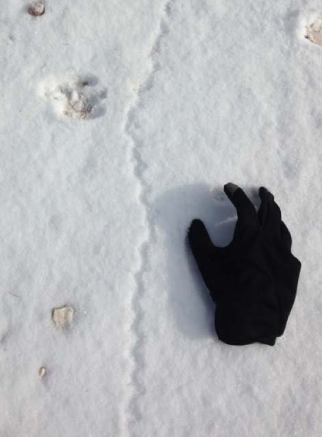 Impronte sulla neve di piccoli animali