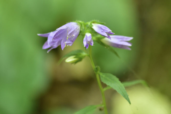 Campanula trachelium