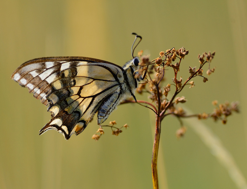 identificazione farfalla - Papilio machaon