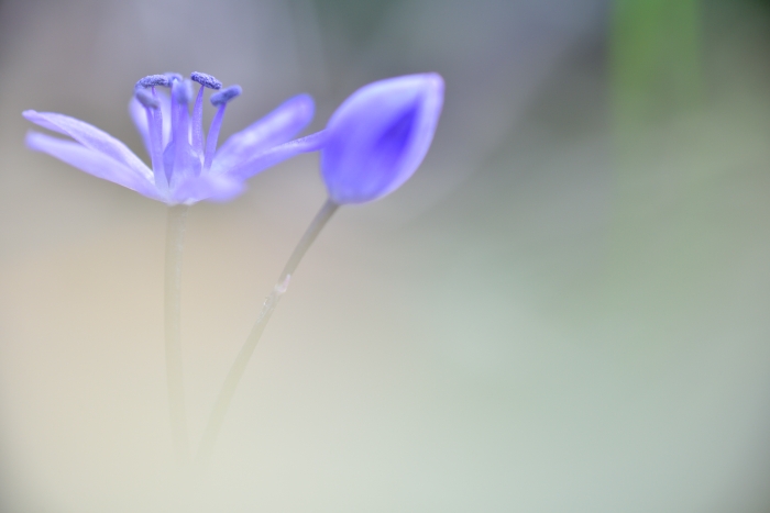 Scilla cfr. bifolia