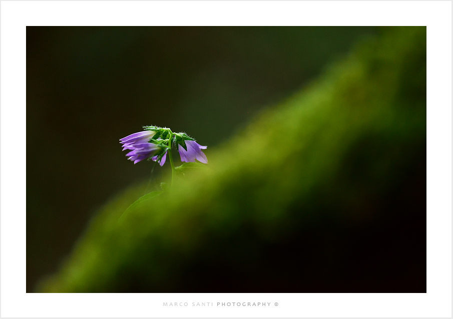 Campanula trachelium