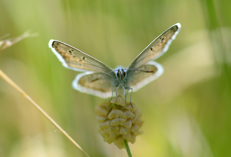 identificazione farfalla