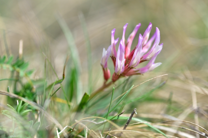 Astragalus monspessulanus