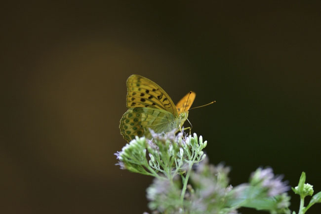 riconoscimento farfalla - Argynnis paphia, Nymphalidae