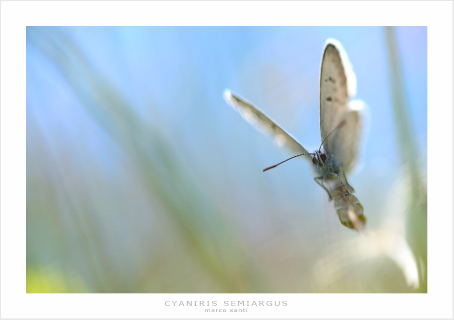 identificazione farfalla