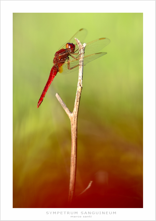 sympetrum sanguineum? - No, Crocothemis erythraea