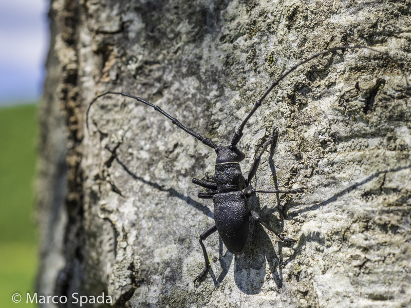 Cerambycidae: Morimus asper, maschio