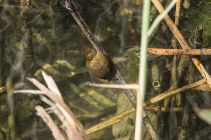 identificazione mollusco acquatico