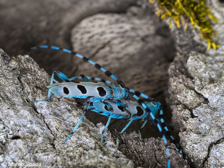 Rosalia alpina