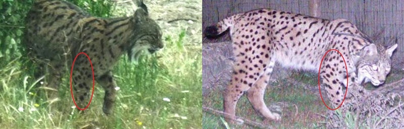 La lince nell'' Appennino centrale