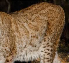 La lince nell'' Appennino centrale