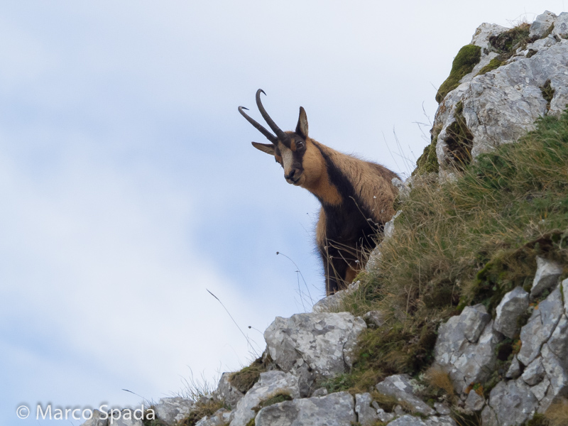 Camoscio appenninico - Rupicapra pyrenaica ornata