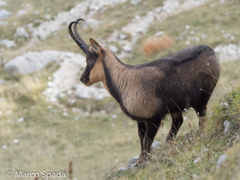 Camoscio appenninico - Rupicapra pyrenaica ornata