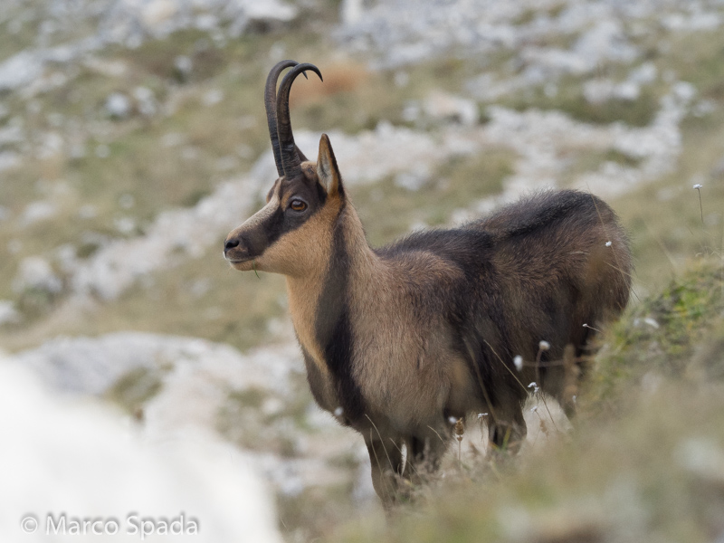 Camoscio appenninico - Rupicapra pyrenaica ornata