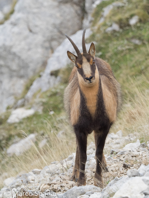 Camoscio appenninico - Rupicapra pyrenaica ornata