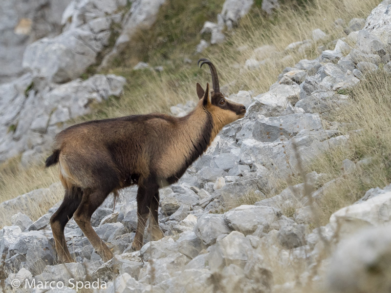 Camoscio appenninico - Rupicapra pyrenaica ornata