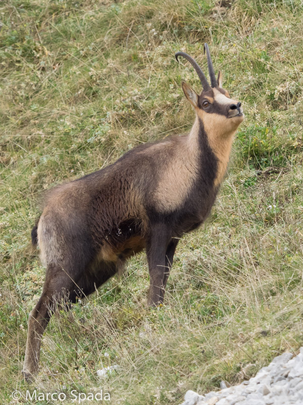 Camoscio appenninico - Rupicapra pyrenaica ornata