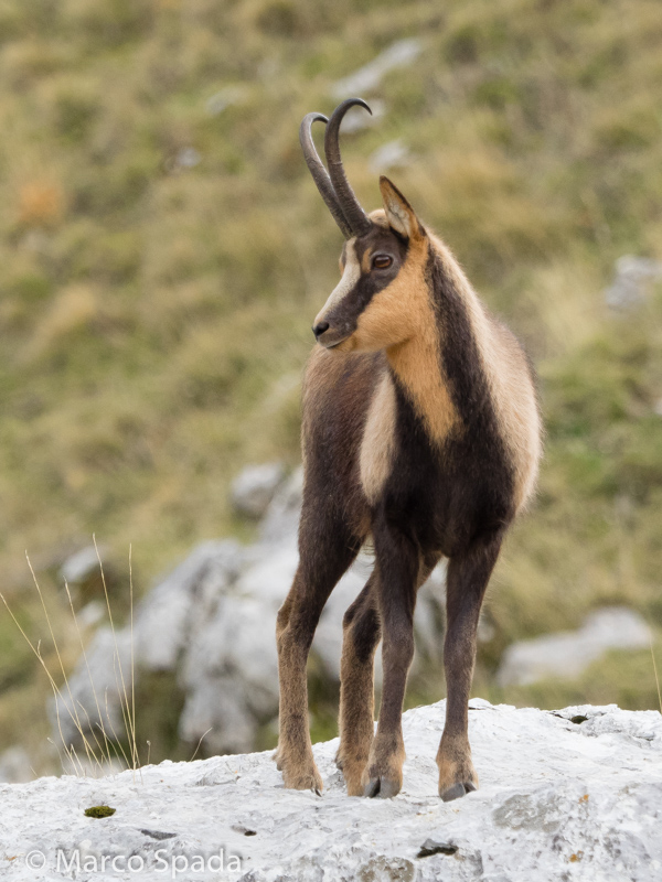 Camoscio appenninico - Rupicapra pyrenaica ornata