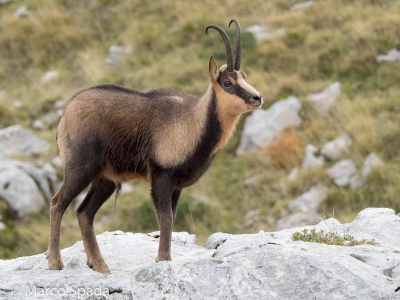 Camoscio appenninico - Rupicapra pyrenaica ornata