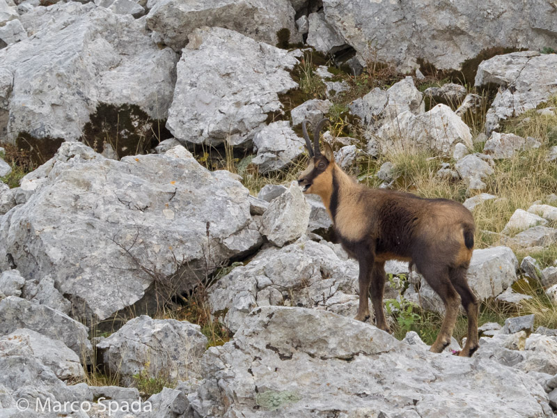 Camoscio appenninico - Rupicapra pyrenaica ornata