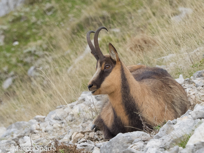 Camoscio appenninico - Rupicapra pyrenaica ornata