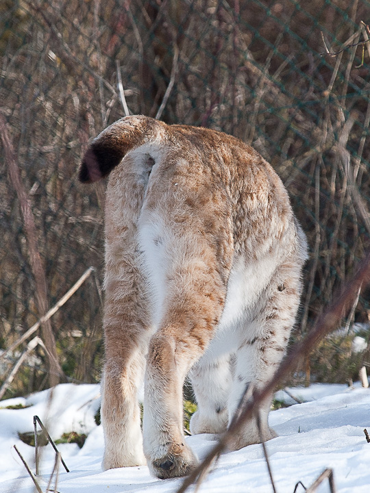 La lince nell'' Appennino centrale