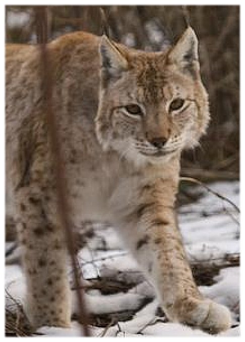 La lince nell'' Appennino centrale