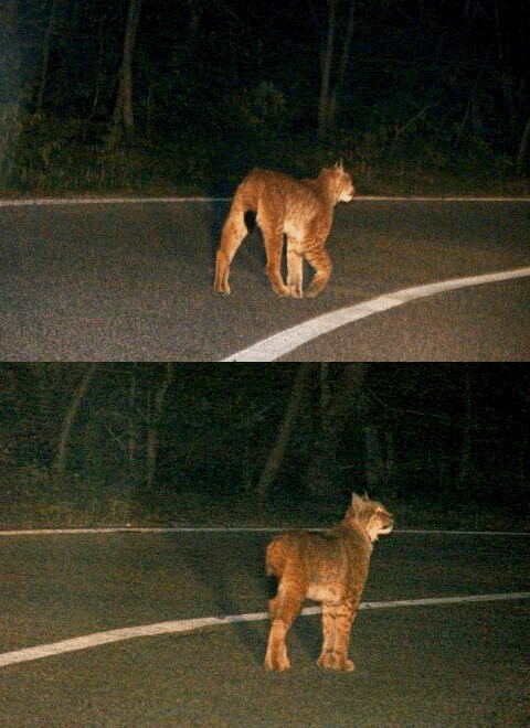 La lince nell'' Appennino centrale