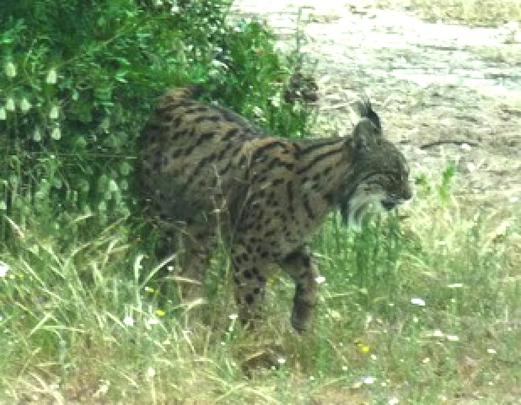 La lince nell'' Appennino centrale